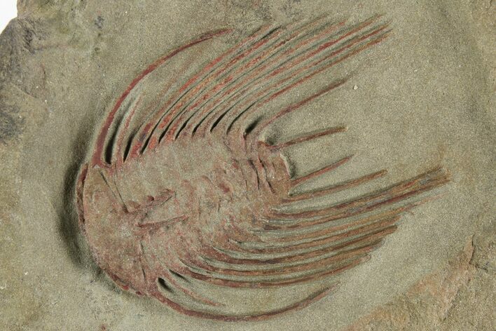 Red Selenopeltis Trilobite - Fezouata Formation #241208